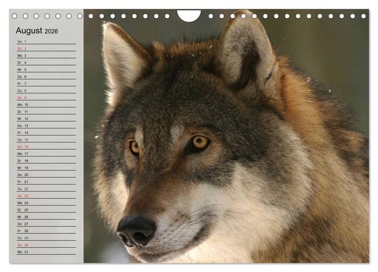 Produktbild: W&ouml;lfe. Graue Eminenzen (Wandkalender 2026 DIN A4 quer), CALVENDO Monatskalender