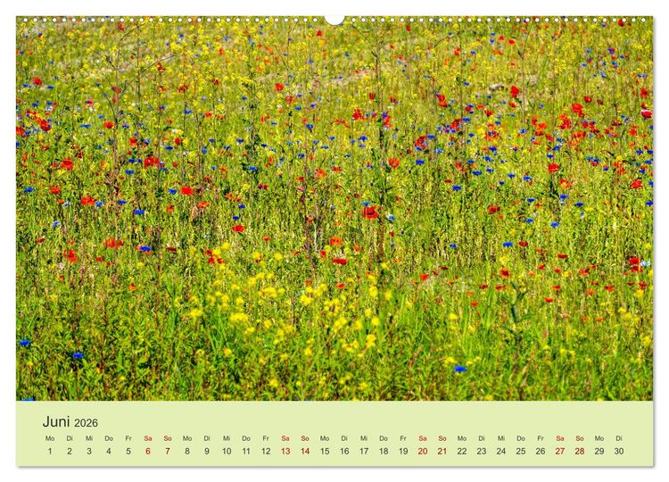 Produktbild: Wilde Blumen - ein Spaziergang durch die Natur (hochwertiger Premium Wandkalender 2026 DIN A2 quer), Kunstdruck in Hochglanz