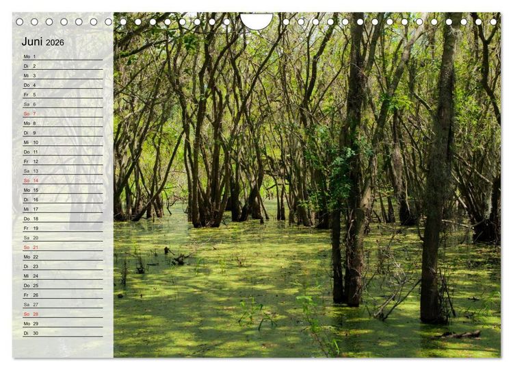 Produktbild: FLORIDA Idyllischer Sonnenscheinstaat (Wandkalender 2026 DIN A4 quer), CALVENDO Monatskalender