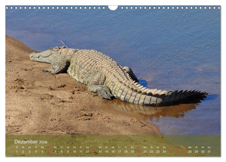 Produktbild: Alligatoren und Co. (Wandkalender 2026 DIN A3 quer), CALVENDO Monatskalender