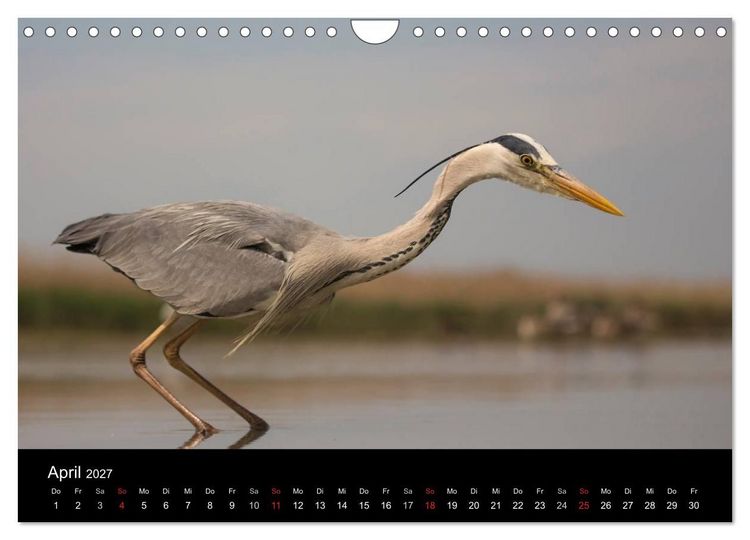 Produktbild: Reiher - Der Tanz auf dem Wasser (Wandkalender 2027 DIN A4 quer), CALVENDO Monatskalender
