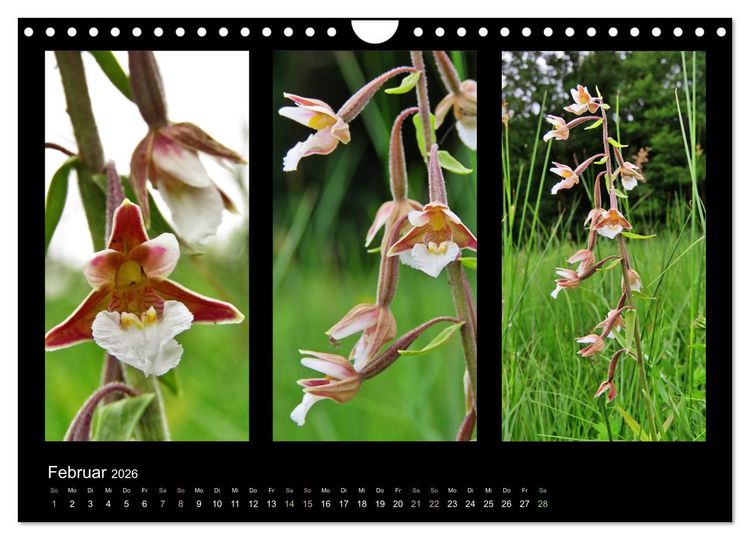 Produktbild: Heimische Orchideen im Dreierpack (Wandkalender 2026 DIN A4 quer), CALVENDO Monatskalender