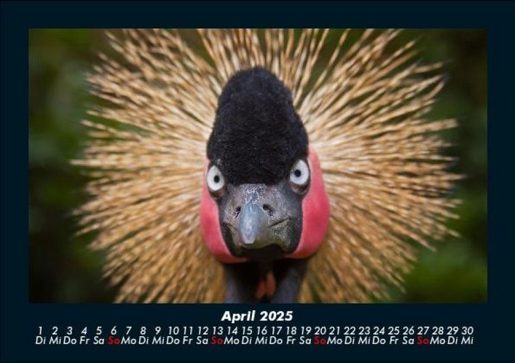 Produktbild: Welt der V&ouml;gel 2025 Fotokalender DIN A5