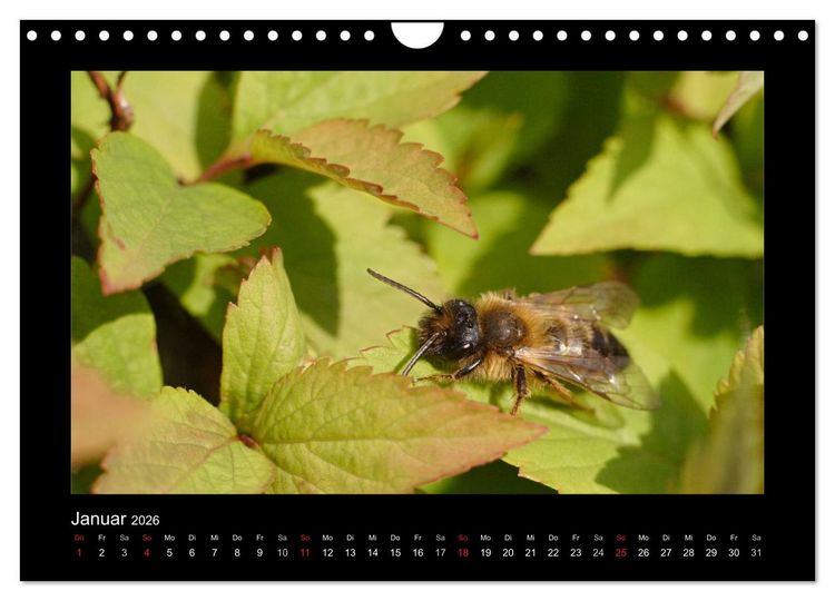 Produktbild: Die Wildbienen Deutschlands (Wandkalender 2026 DIN A4 quer), CALVENDO Monatskalender