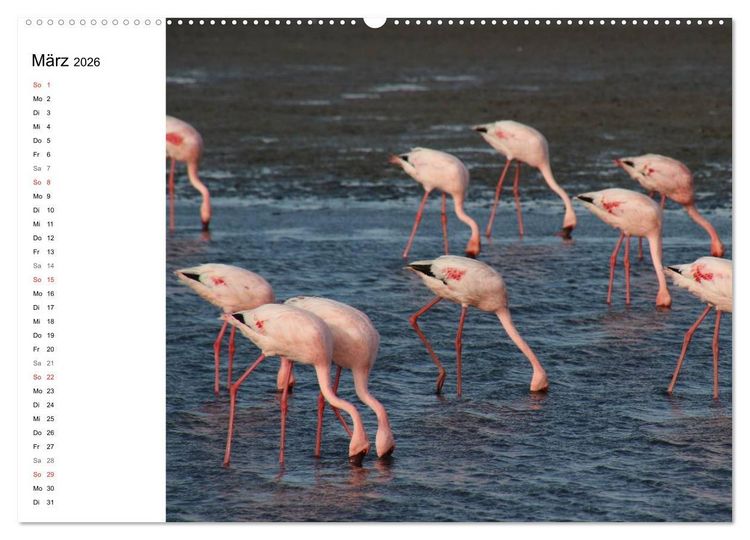 Produktbild: Namibia - Tierische Vielfalt (Planer) (hochwertiger Premium Wandkalender 2026 DIN A2 quer), Kunstdruck in Hochglanz