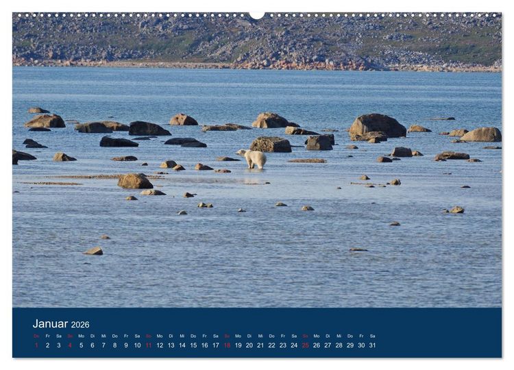 Produktbild: Das Leben der etwas "anderen" Eisb&auml;ren! (Wandkalender 2026 DIN A2 quer), CALVENDO Monatskalender