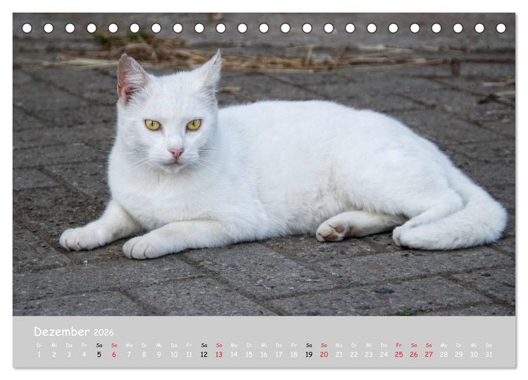 Produktbild: Katzen des S&uuml;dens (Tischkalender 2026 DIN A5 quer), CALVENDO Monatskalender