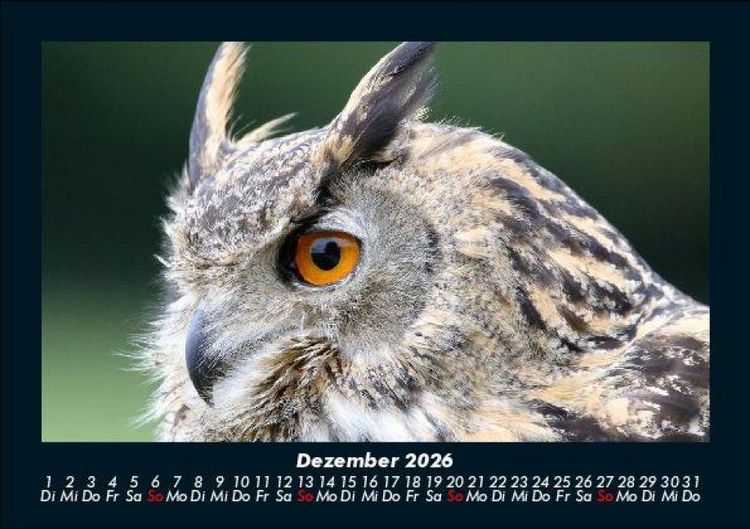 Produktbild: Tiere in der Wildnis 2026 Fotokalender DIN A5