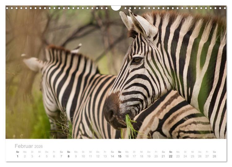 Produktbild: Tierische Gl&uuml;cksmomente mit Weisheiten (Wandkalender 2026 DIN A3 quer), CALVENDO Monatskalender