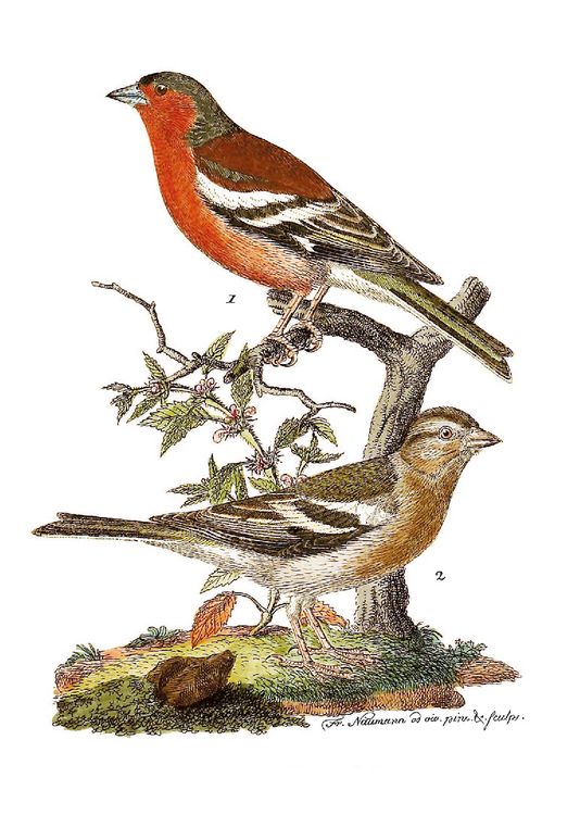 Produktbild: Johann Friedrich Naumann &ndash; Die V&ouml;gel Mitteleuropas