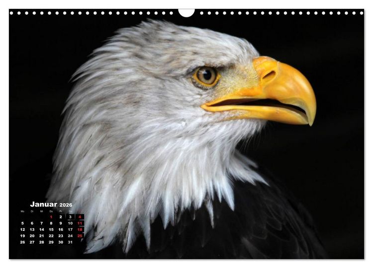 Produktbild: Greifv&ouml;gel, Eulen und K&auml;uze (Wandkalender 2026 DIN A3 quer), CALVENDO Monatskalender