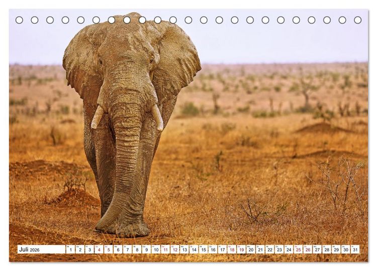 Produktbild: Elefanten-Traum - Herzenssache Afrika (Tischkalender 2026 DIN A5 quer), CALVENDO Monatskalender
