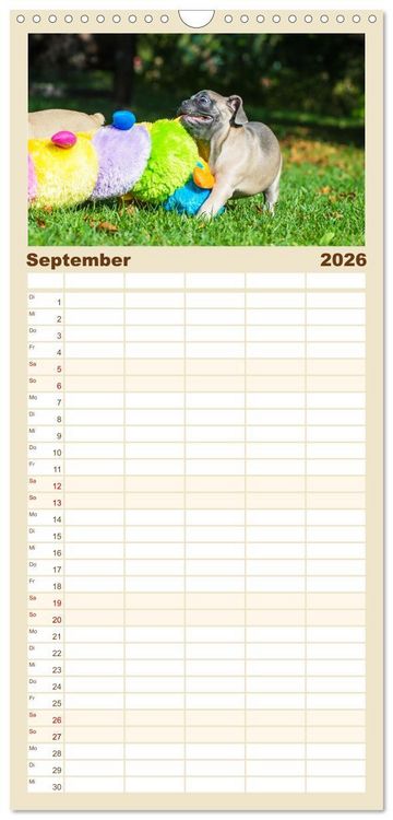 Produktbild: Familienplaner 2026 - Kleine Helden - Franz&ouml;sische Bulldoggen mit 5 Spalten (Wandkalender, 21 x 45 cm) CALVENDO