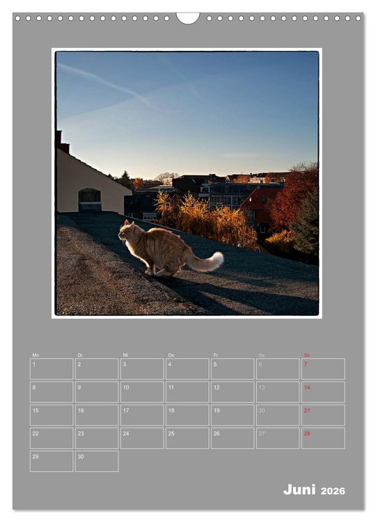 Produktbild: Katzen Blues / Planer (Wandkalender 2026 DIN A3 hoch), CALVENDO Monatskalender