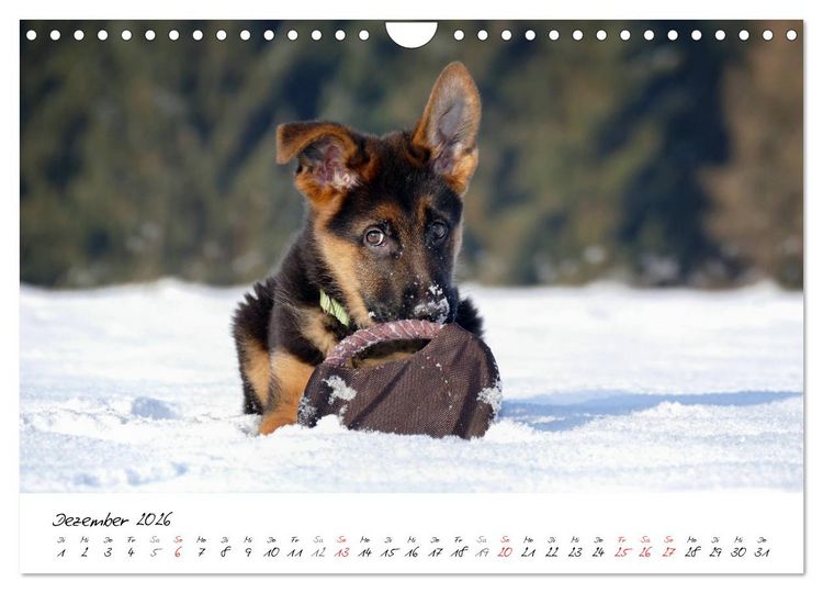 Produktbild: Junge Deutsche Sch&auml;ferhunde (Wandkalender 2026 DIN A4 quer), CALVENDO Monatskalender