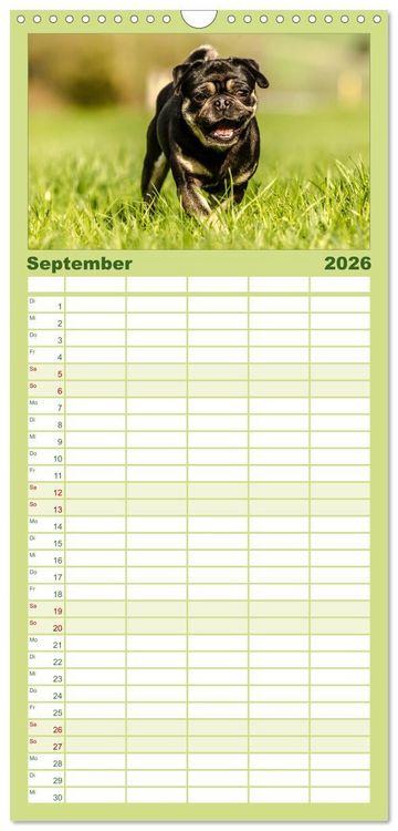 Produktbild: Familienplaner 2026 - M&ouml;pse mit 5 Spalten (Wandkalender, 21 x 45 cm) CALVENDO
