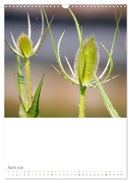 Produktbild: Sch&ouml;ne Wegwarten. Heimische Heilpflanzen am Wegesrand (Wandkalender 2026 DIN A3 hoch), CALVENDO Monatskalender