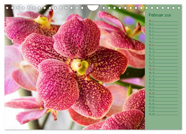 Produktbild: Farbzauber Natur Orchideen - CH Version (Wandkalender 2026 DIN A4 quer), CALVENDO Monatskalender