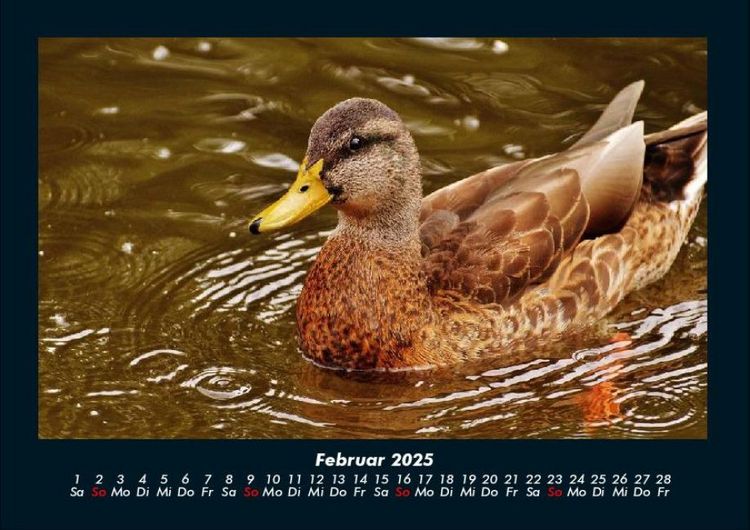 Produktbild: Enten 2025 Fotokalender DIN A4
