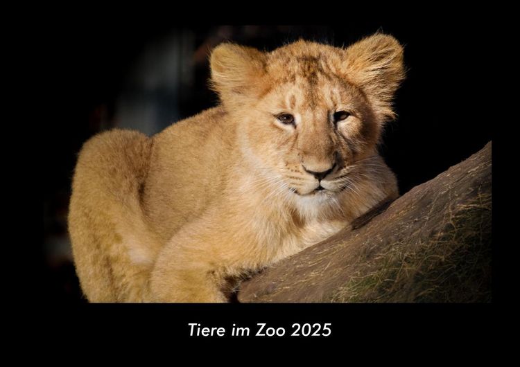 Produktbild: Tiere im Zoo 2025 Fotokalender DIN A3