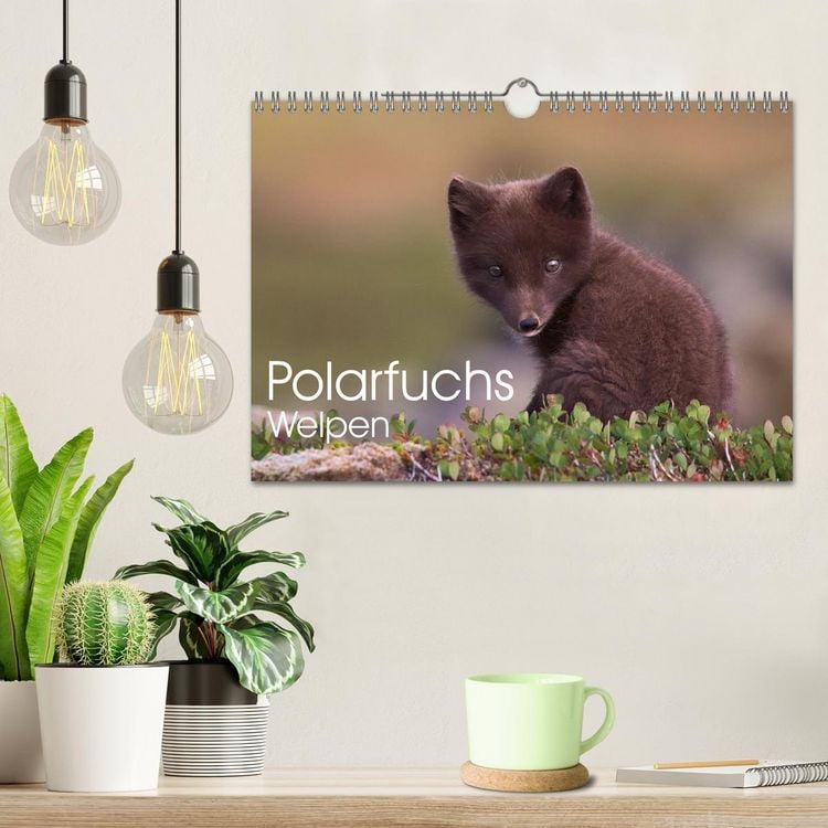 Produktbild: Polarfuchs-Welpen (Wandkalender 2026 DIN A4 quer), CALVENDO Monatskalender