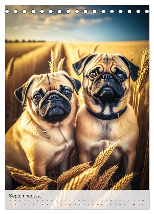 Produktbild: Mein Mops-Kalender (Tischkalender 2026 DIN A5 hoch), CALVENDO Monatskalender