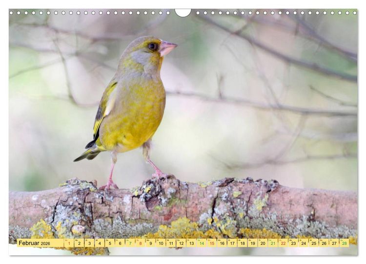 Produktbild: Gefiederte Gesellen - V&ouml;gel aus Wald und Garten (Wandkalender 2026 DIN A3 quer), CALVENDO Monatskalender