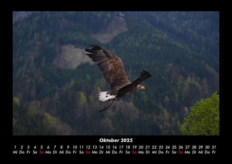 Produktbild: Adler 2025 Fotokalender DIN A3