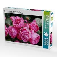 Produktbild: CALVENDO Puzzle Rose Leonardo da Vinci in sattem Pink 1000 Teile Lege-Gr&ouml;&szlig;e 64 x 48 cm Foto-Puzzle Bild von Gisela Kruse