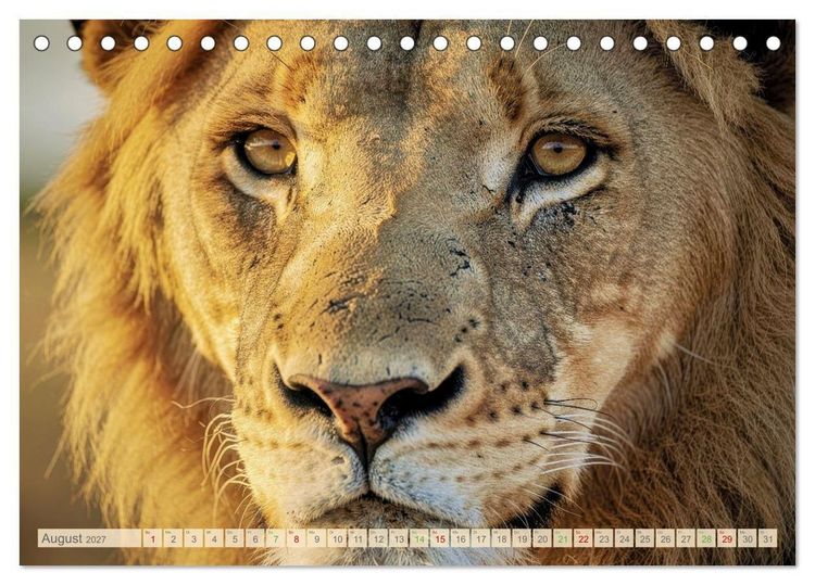 Produktbild: Die Augen der Wildnis (Tischkalender 2027 DIN A5 quer), CALVENDO Monatskalender