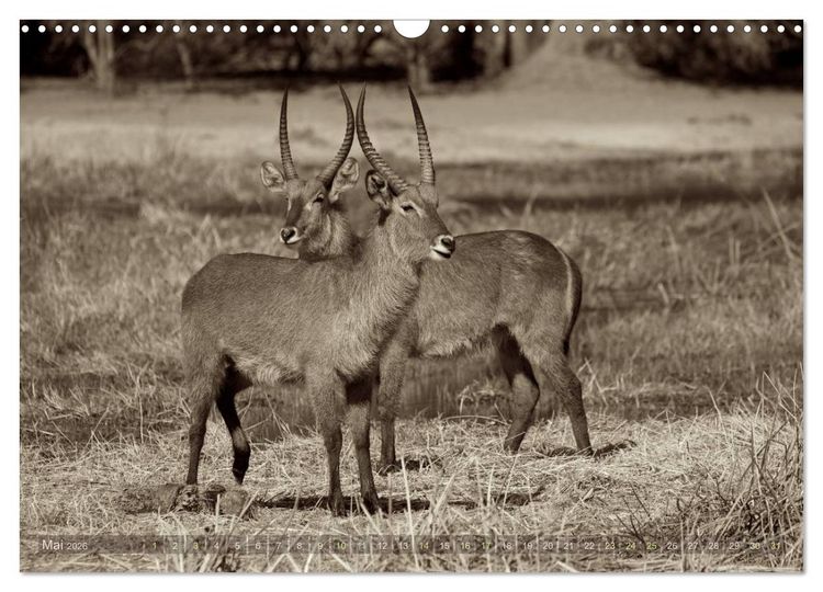 Produktbild: Botswana &ndash; Impressionen aus Afrika (Wandkalender 2026 DIN A3 quer), CALVENDO Monatskalender