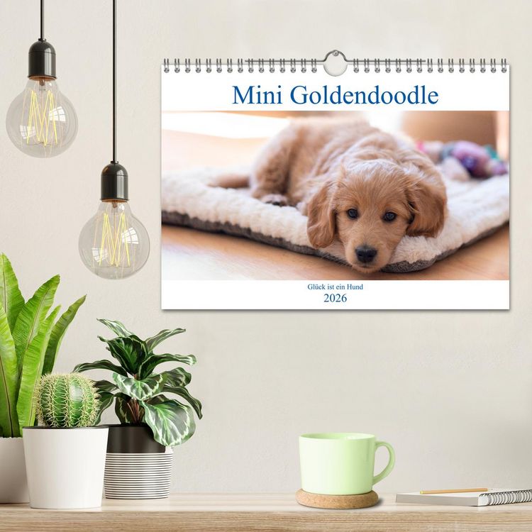 Produktbild: Mini Goldendoodle - Gl&uuml;ck ist ein Hund (Wandkalender 2026 DIN A4 quer), CALVENDO Monatskalender
