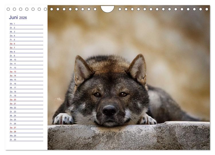 Produktbild: Japans Seelenhunde (Wandkalender 2026 DIN A4 quer), CALVENDO Monatskalender