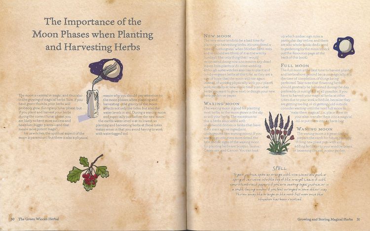 Produktbild: The Green Wiccan Book of Herbs