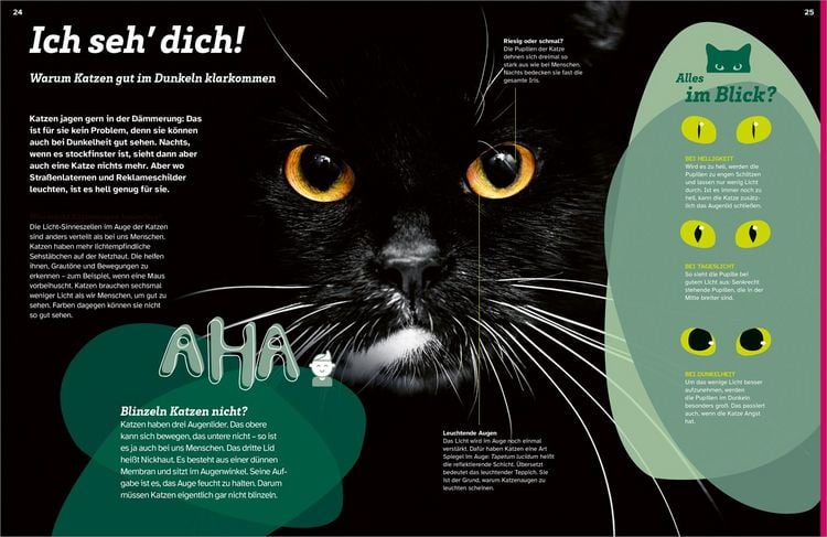 Produktbild: WAS IST WAS Katzen. Eigenwillige Schnurrer