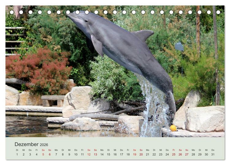 Produktbild: Die Welt der Delphine (Tischkalender 2026 DIN A5 quer), CALVENDO Monatskalender