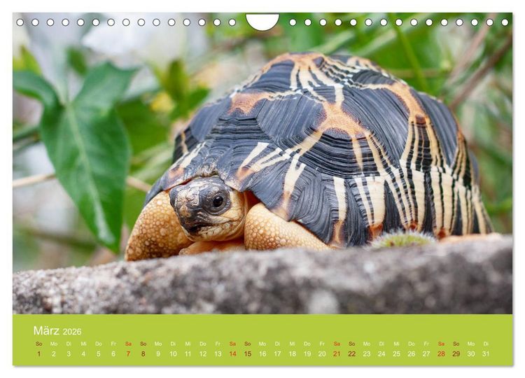 Produktbild: Meine Schildkr&ouml;ten (Wandkalender 2026 DIN A4 quer), CALVENDO Monatskalender