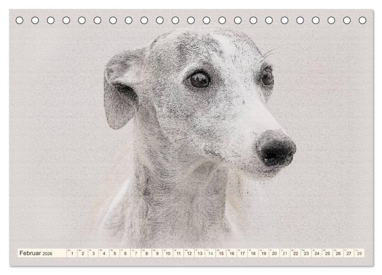 Produktbild: Whippet 2026 (Tischkalender 2026 DIN A5 quer), CALVENDO Monatskalender