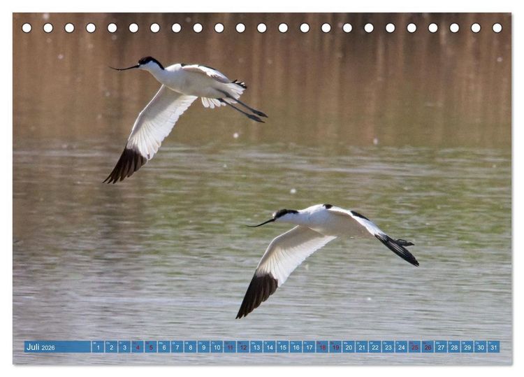 Produktbild: V&ouml;gel der Algarve (Tischkalender 2026 DIN A5 quer), CALVENDO Monatskalender