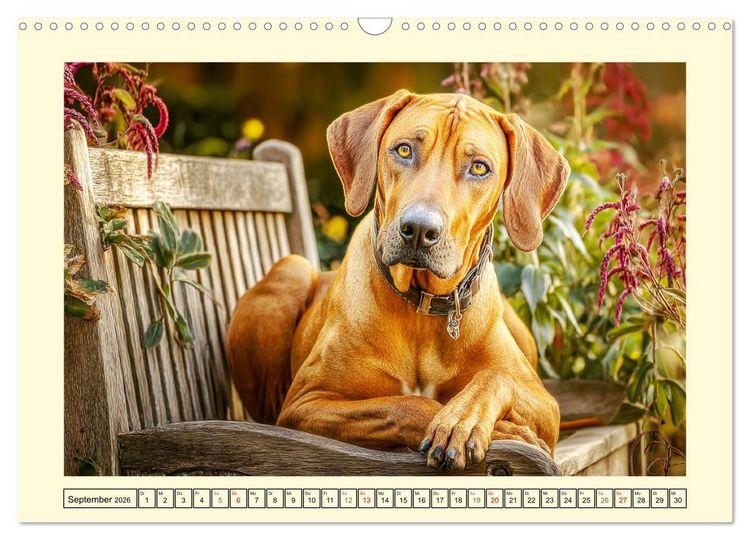 Produktbild: Rhodesian Ridgeback. Kraft und Sanftmut in vollkommener Balance (Wandkalender 2026 DIN A3 quer), CALVENDO Monatskalender