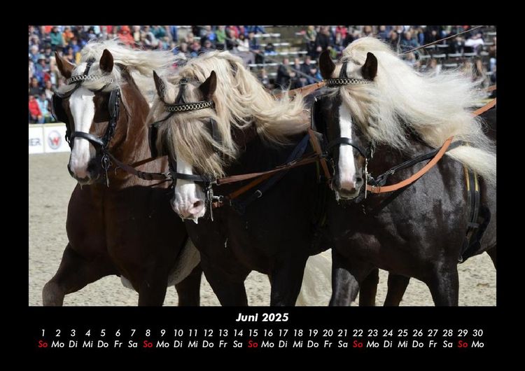Produktbild: Pferde Kalender 2025 Fotokalender DIN A3