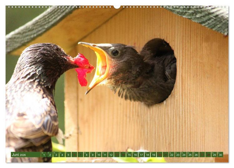 Produktbild: Nachwuchs bei Familie Star (Wandkalender 2026 DIN A2 quer), CALVENDO Monatskalender