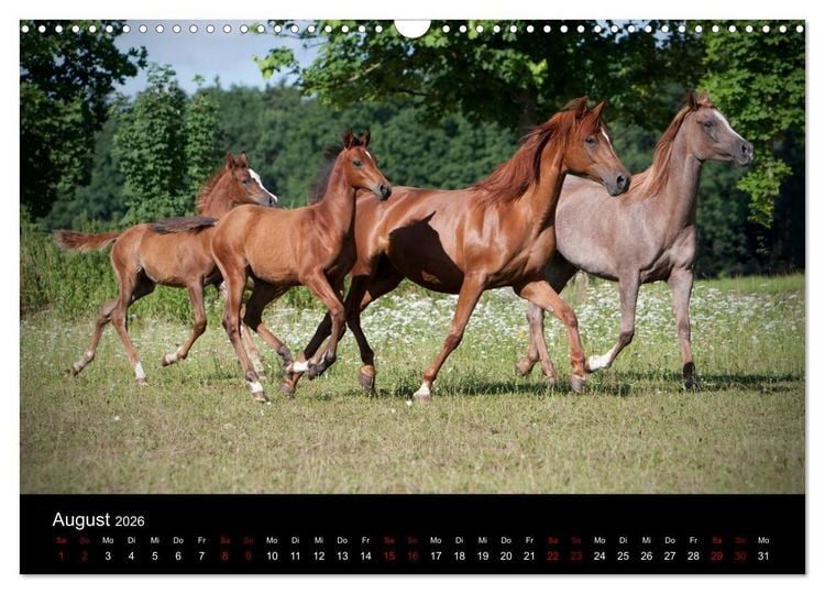 Produktbild: Vollblutaraber - Sch&ouml;nheit und Adel (Wandkalender 2026 DIN A3 quer), CALVENDO Monatskalender