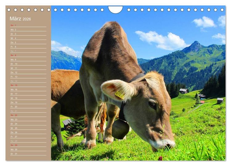 Produktbild: K&uuml;he / Geburtstagskalender (Wandkalender 2026 DIN A4 quer), CALVENDO Monatskalender