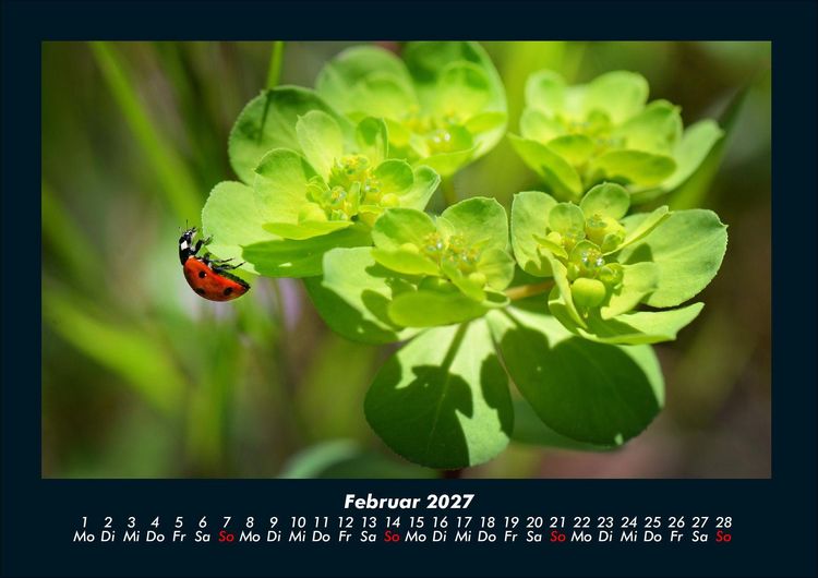 Produktbild: Blumenzauber 2027 Fotokalender DIN A4