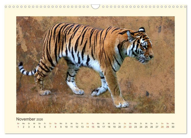 Produktbild: Sibirische Tigerportraits (Wandkalender 2026 DIN A3 quer), CALVENDO Monatskalender