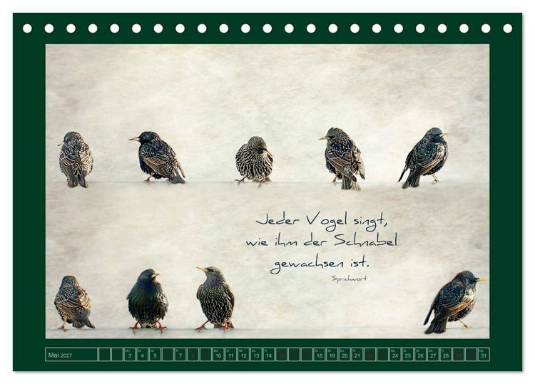 Produktbild: Stare und Weisheiten (Tischkalender 2027 DIN A5 quer), CALVENDO Monatskalender