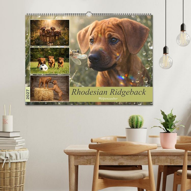Produktbild: Rhodesian Ridgeback - Welpenzauber (Wandkalender 2027 DIN A2 quer), CALVENDO Monatskalender