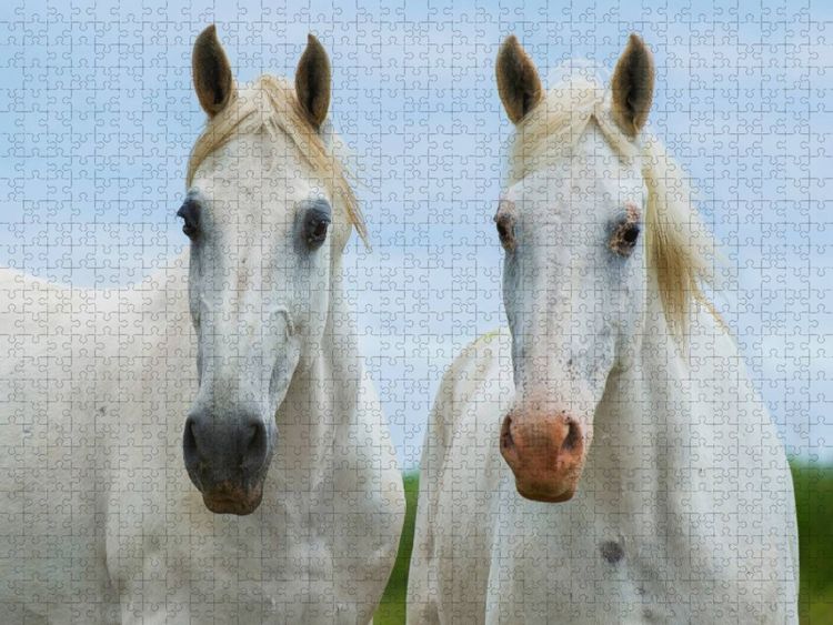 Produktbild: CALVENDO Puzzle Stutenportr&auml;t | 1000 Teile Lege-Gr&ouml;&szlig;e 64x48cm Foto-Puzzle f&uuml;r gl&uuml;ckliche Stunden