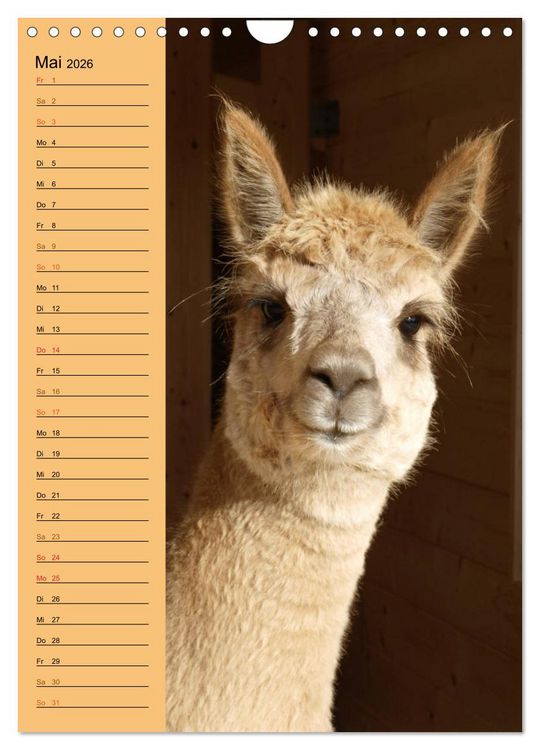 Produktbild: Alpakas zum Knuddeln gerne (Wandkalender 2026 DIN A4 hoch), CALVENDO Monatskalender